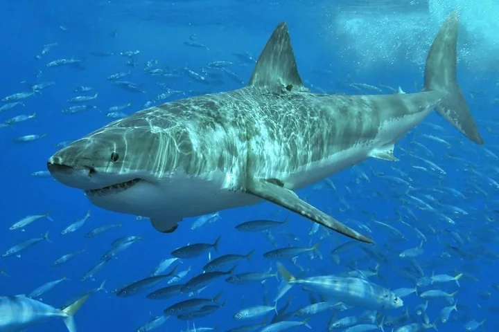 Great white sharks may be ‘cooked alive’ by warming oceans
