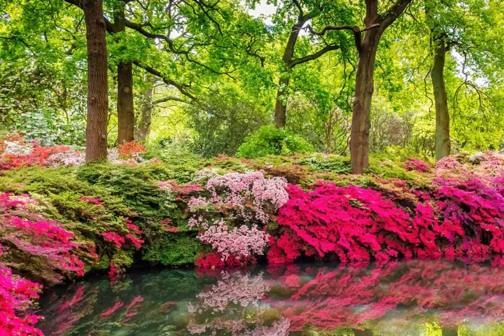 London’s hidden woodland garden is so beautiful photos ‘can’t do it justice’