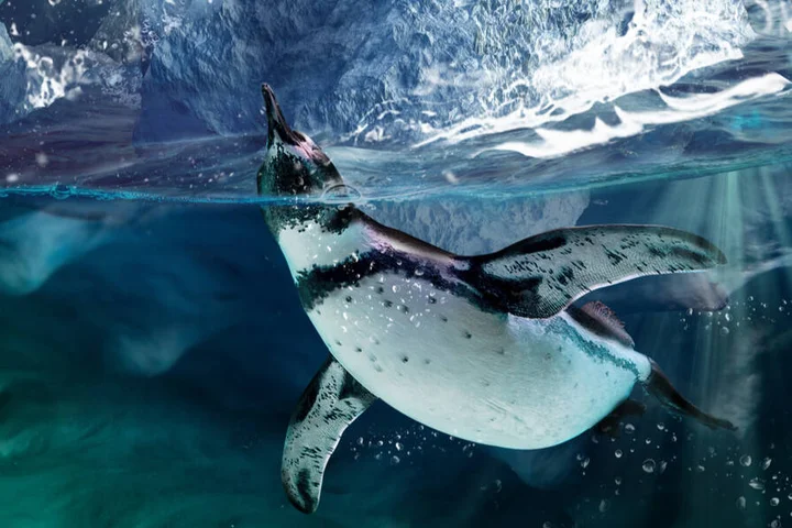 Zorin OS 18.1 released - and the Lite edition reappears