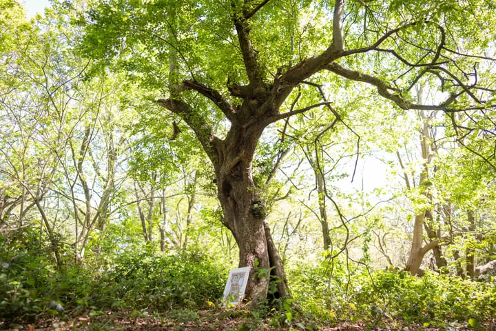 Ancient tree which inspired Brambly Hedge cottage discovered in Epping Forest