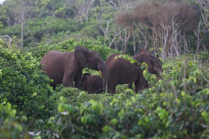 Game hunter dies after being trampled by elephants