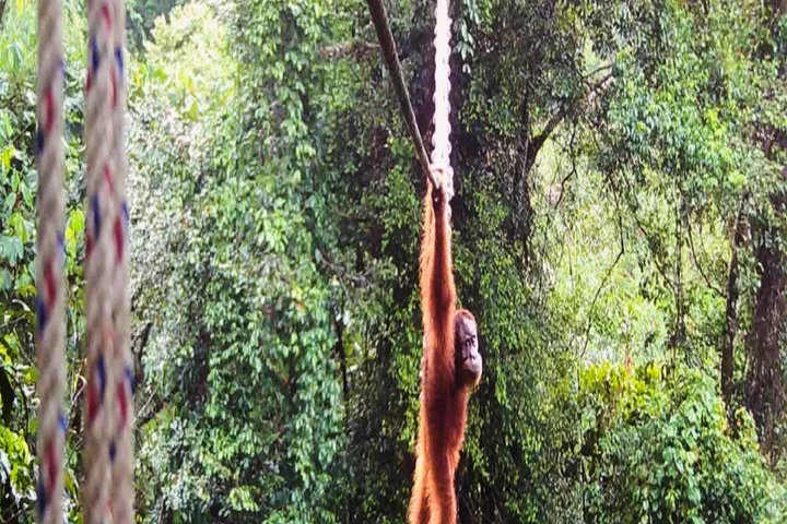 In a first, endangered orangutan seen using canopy bridge to cross road