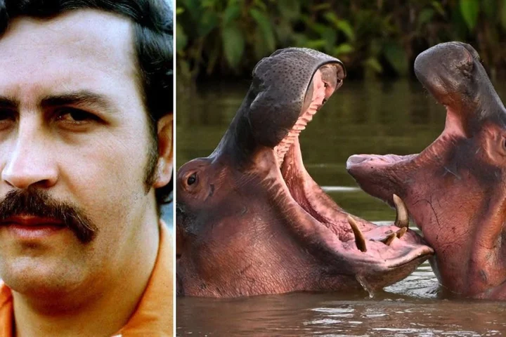 Billionaire’s son offers to rehome Pablo Escobar’s cocaine hippos