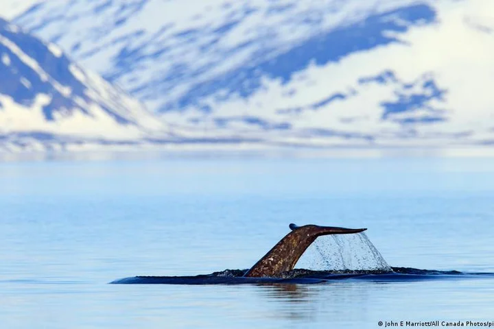 'Marine unicorns' aren't loving Arctic noise