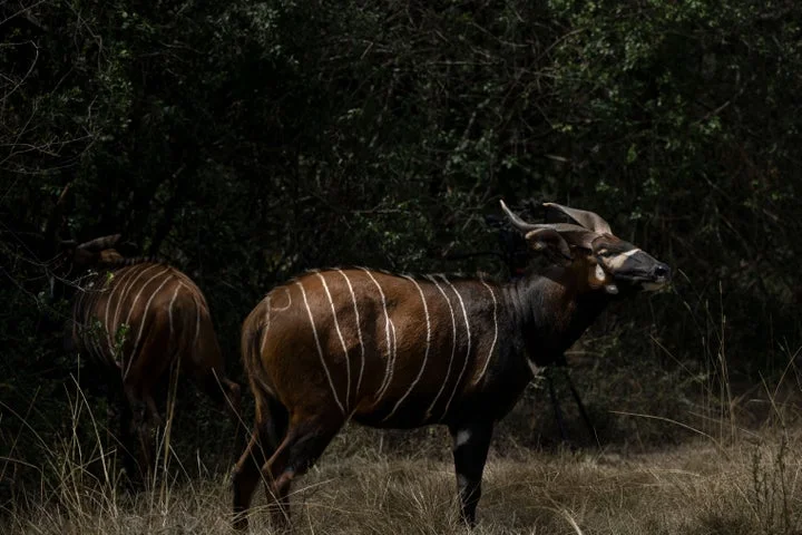 Critically endangered mountain bongos return to Kenya after years in Czech zoo in win for conservation efforts