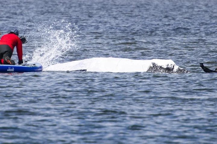 Humpback whale stranded in Germany released into sea