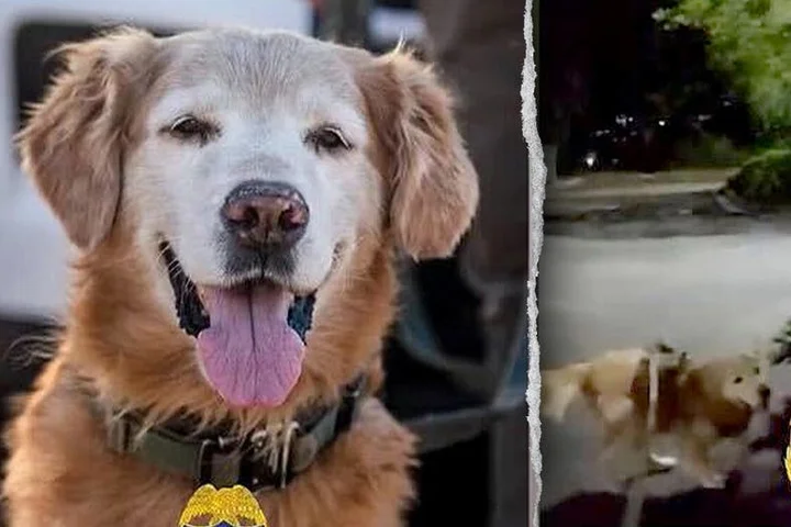 Police dog follows his nose to find missing autistic teen screaming for help