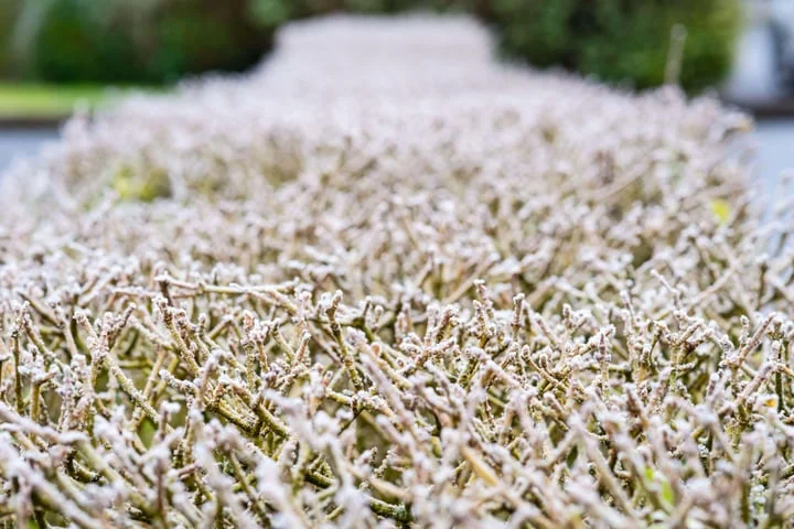 Coldest May night in five years recorded with more unsettled weather on way