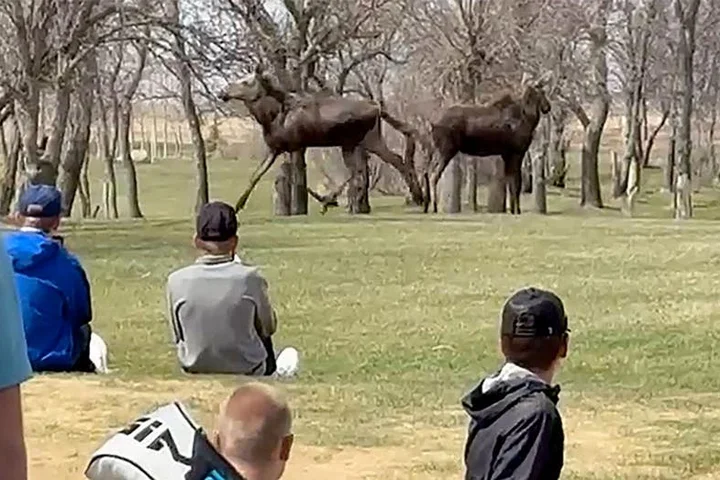 Moose wander onto North Dakota high school golf tournament course, causing an unforgettable delay
