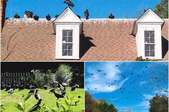Vultures have taken over a North Carolina neighborhood thanks to a couple that won’t stop feeding them, town says