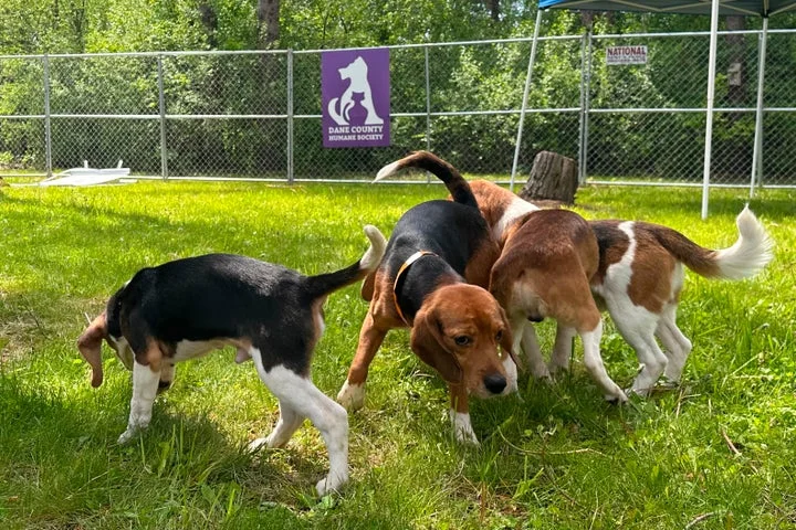 Black Sabbath bass player, Debbie Gibson praise effort to find new homes for beagles