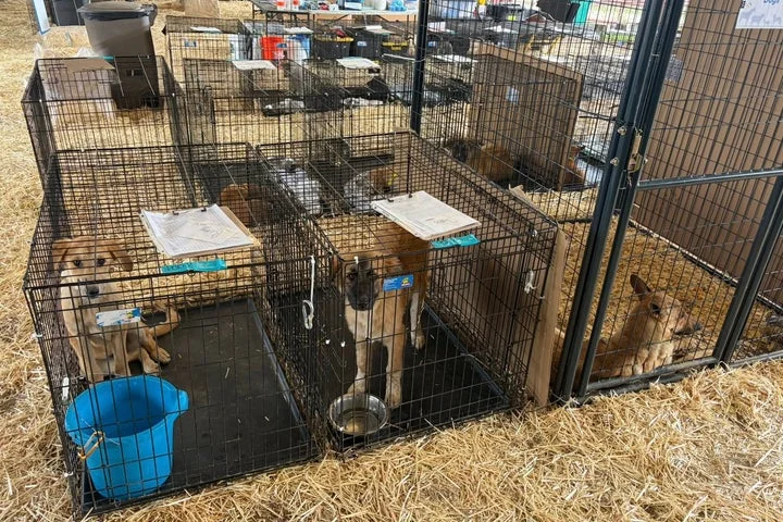 More than 125 dogs rescued from deplorable conditions at ‘hoarding’ homes in Texas