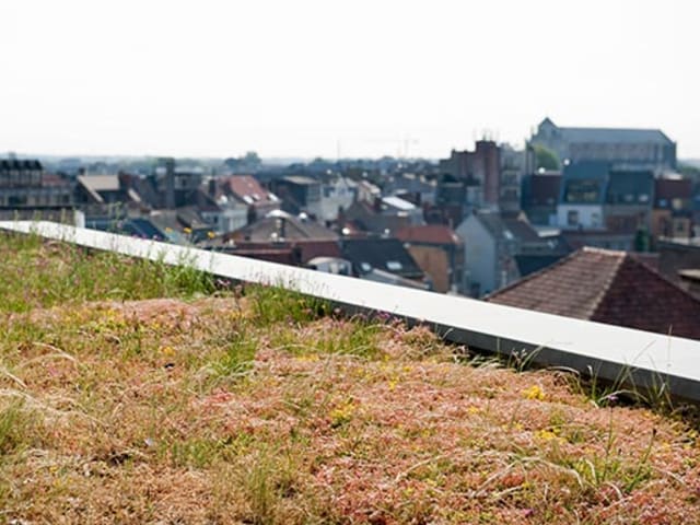 Natuurdak, Gent
