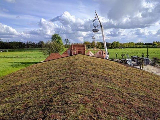 Sedumdak, Geel