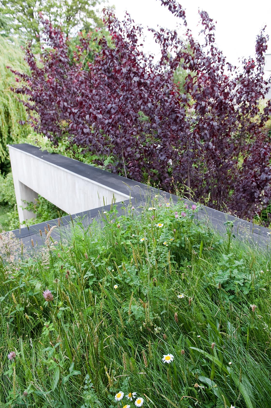 Semi-intensief groendak in Gent, foto 3