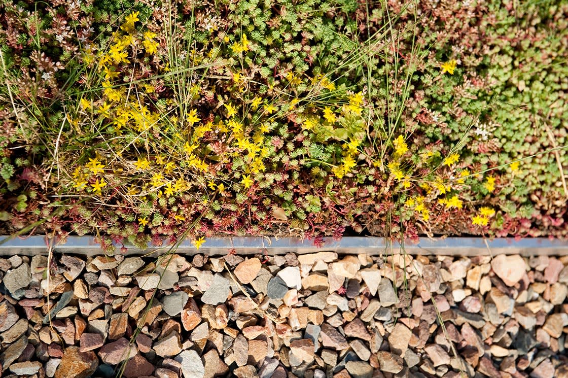 Natuurdak in Gent, foto 5