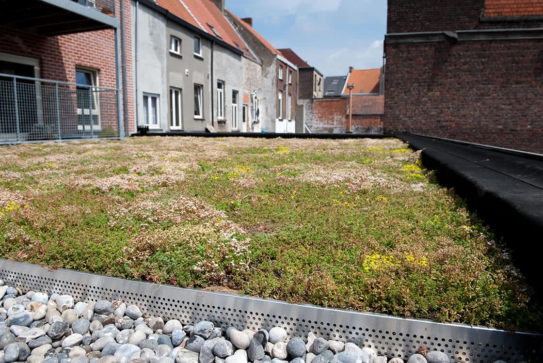 Sedumdak in Gent, foto 2