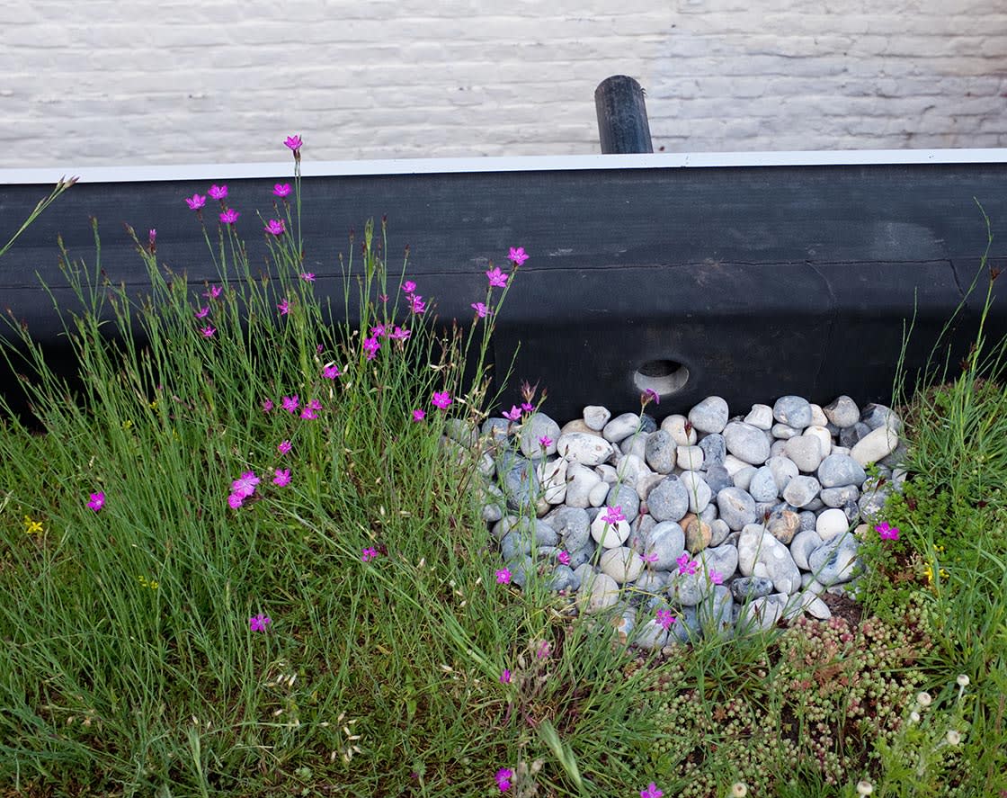 Natuurdak in Gent, foto 2