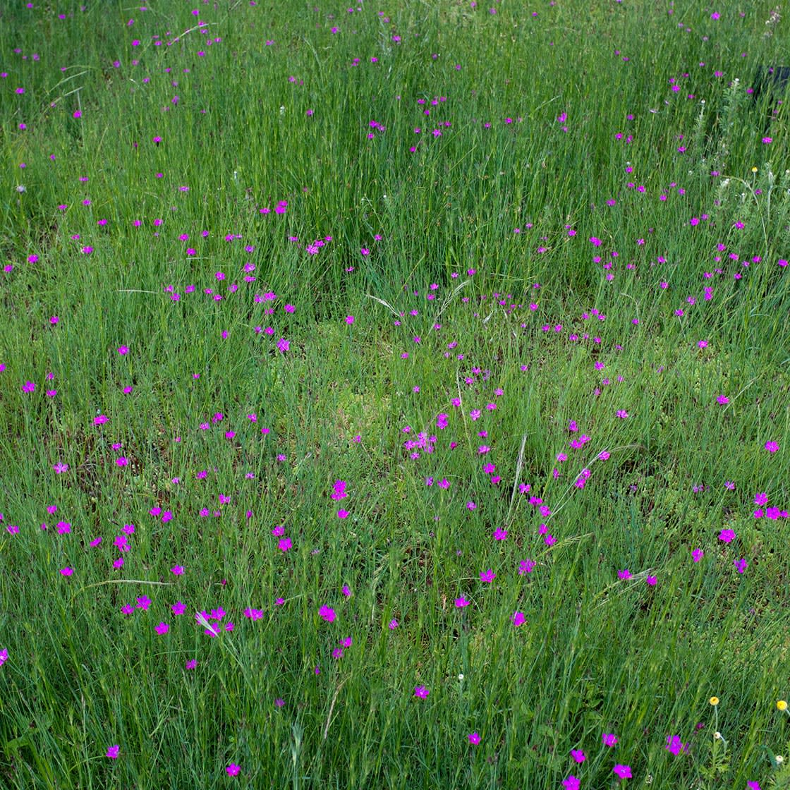 Natuurdak in Gent, foto 3