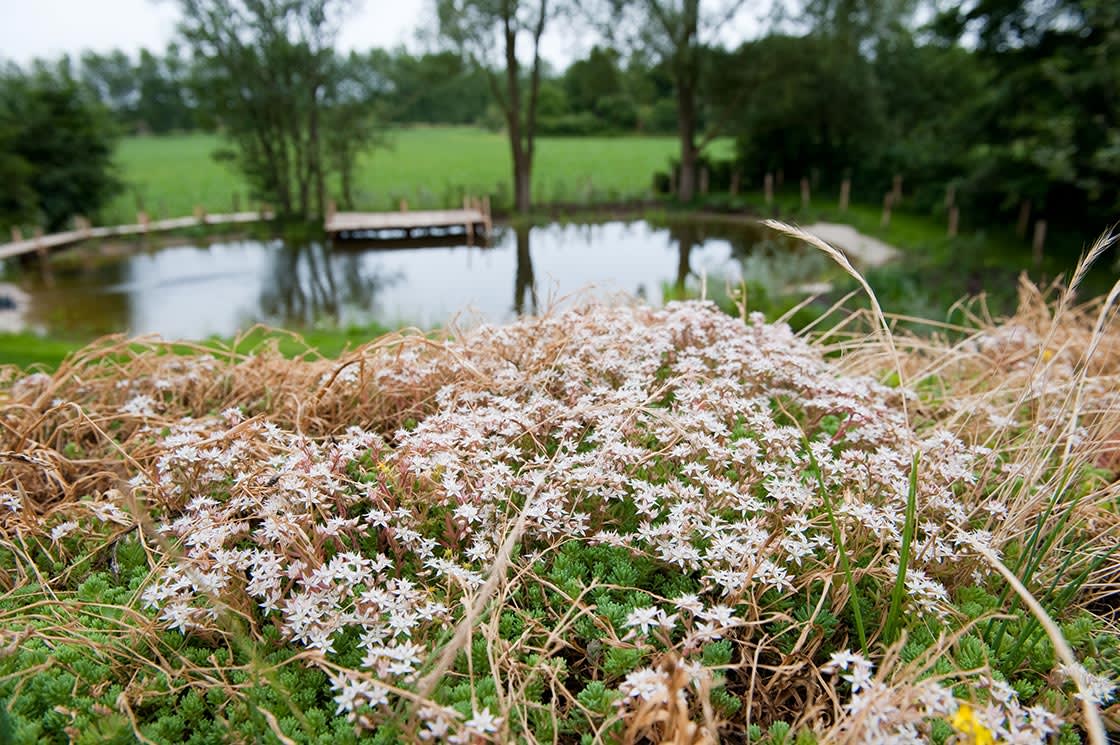Natuurdak in Hansbeke, foto 5