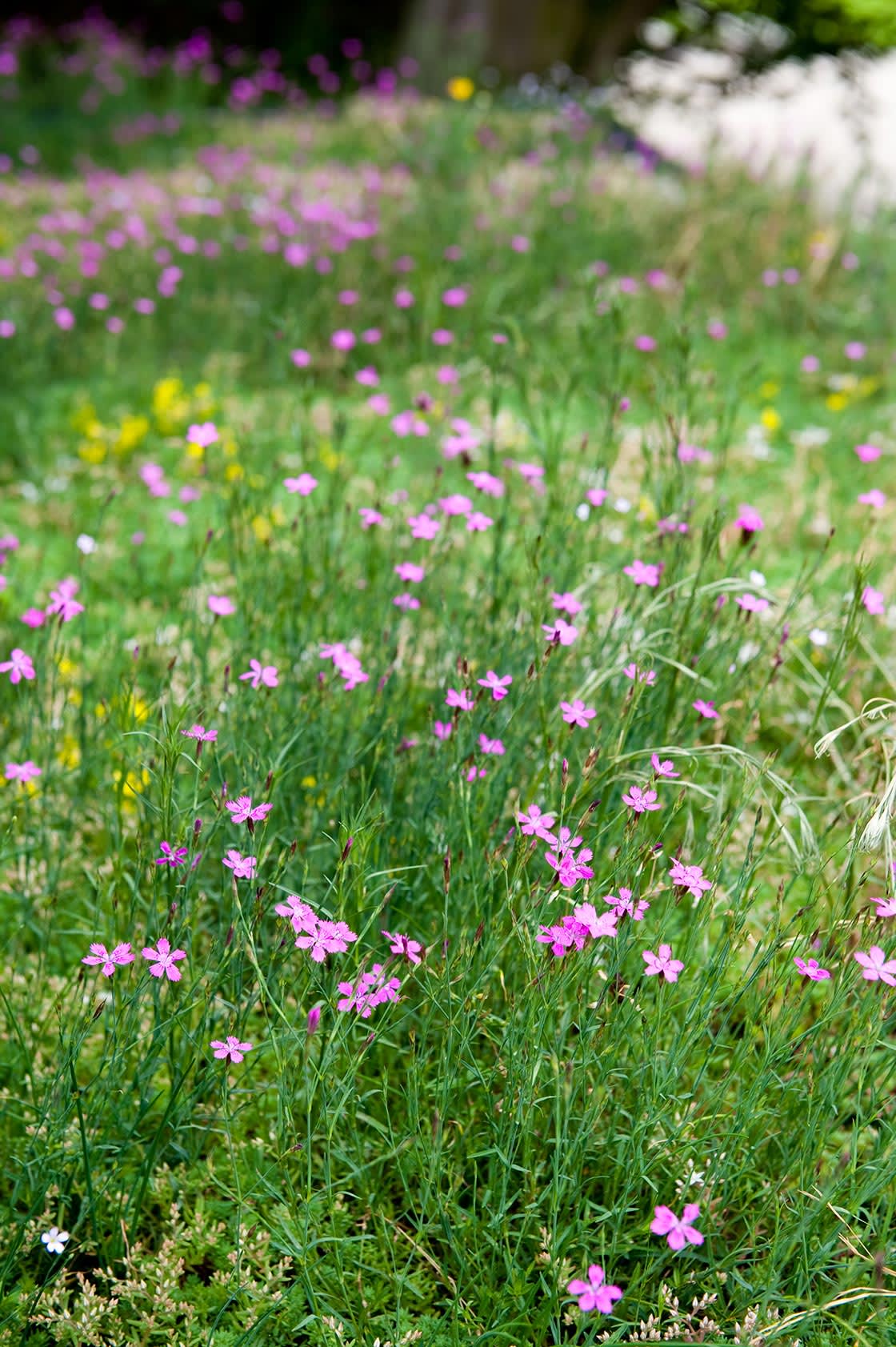 Natuurdak in Hansbeke, foto 8
