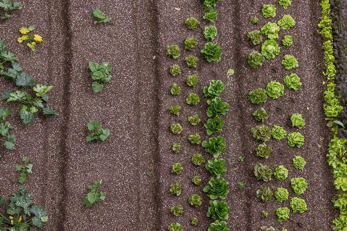 Rooffood, De Punt Gentbrugge, foto 4