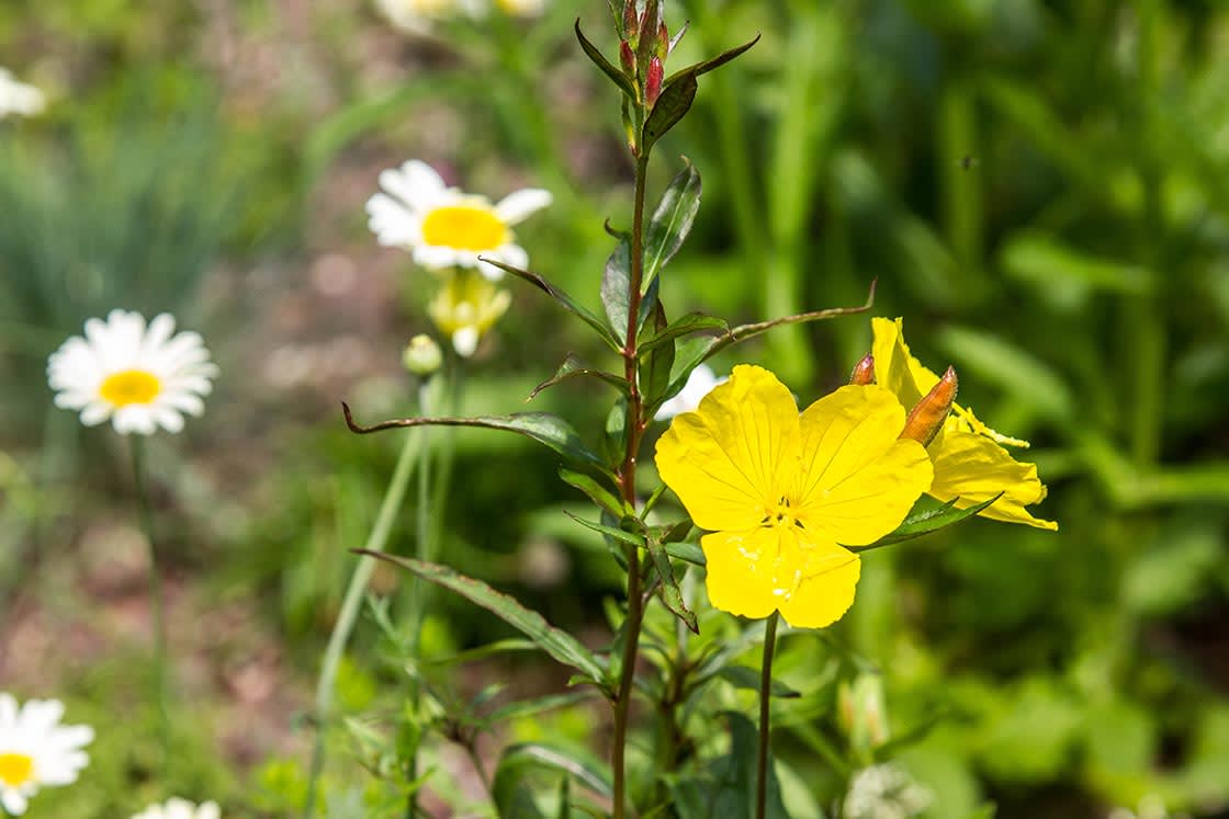 Semi-intensief groendak in Mariakerke, foto 5