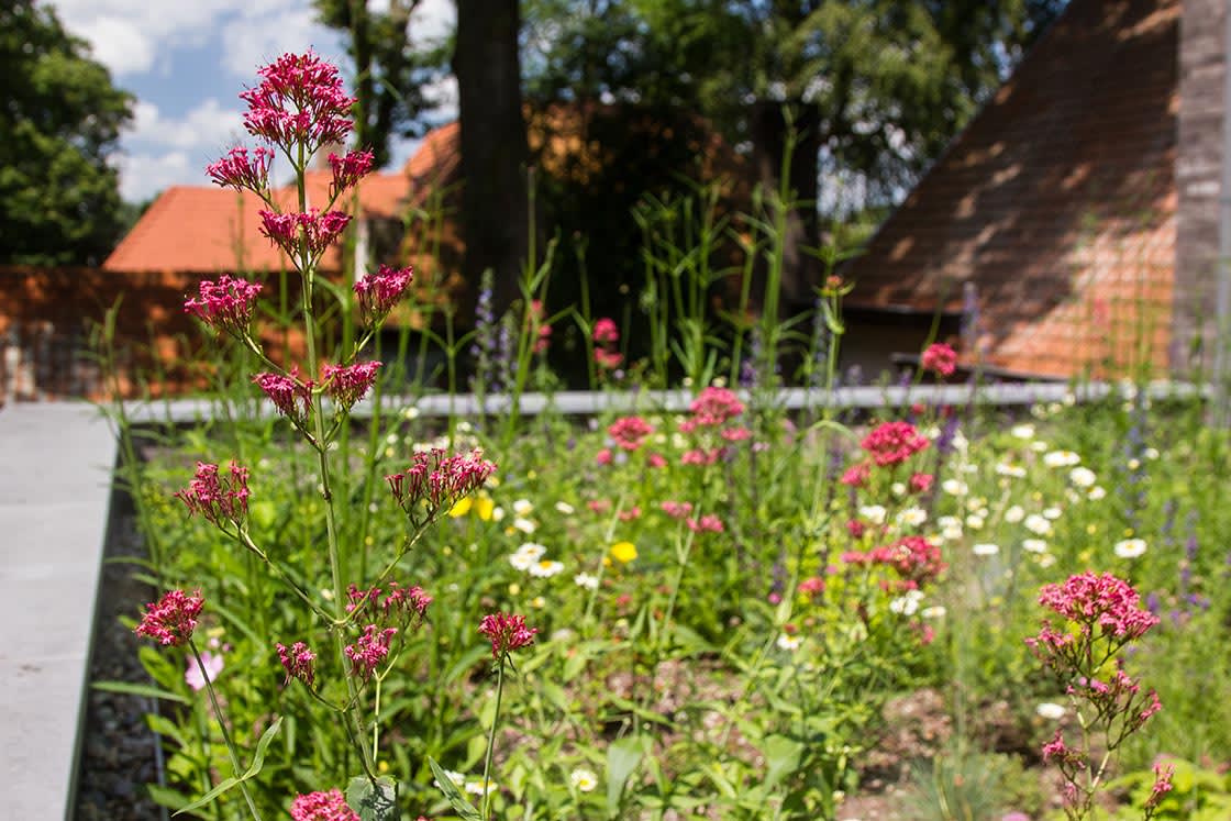 Semi-intensief groendak in Mariakerke, foto 6