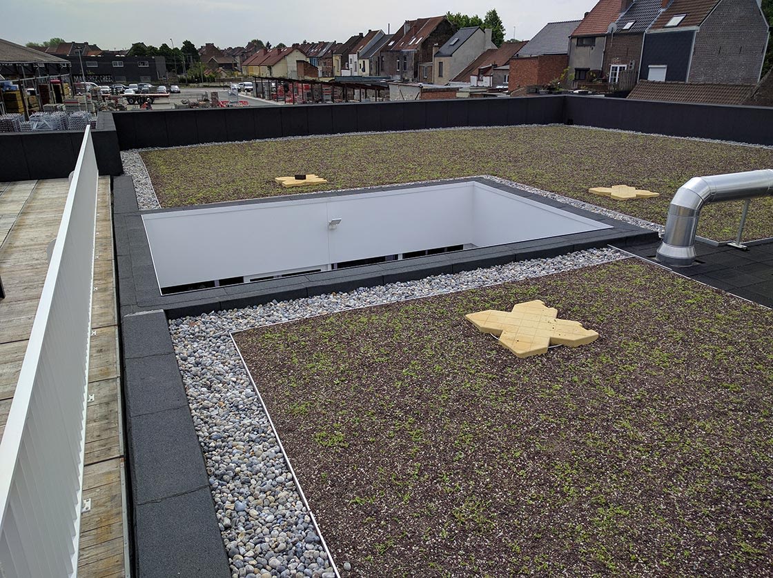 Sedumdak in Gentbrugge, foto 2