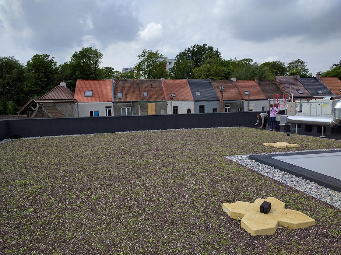 Sedumdak in Gentbrugge, foto 4