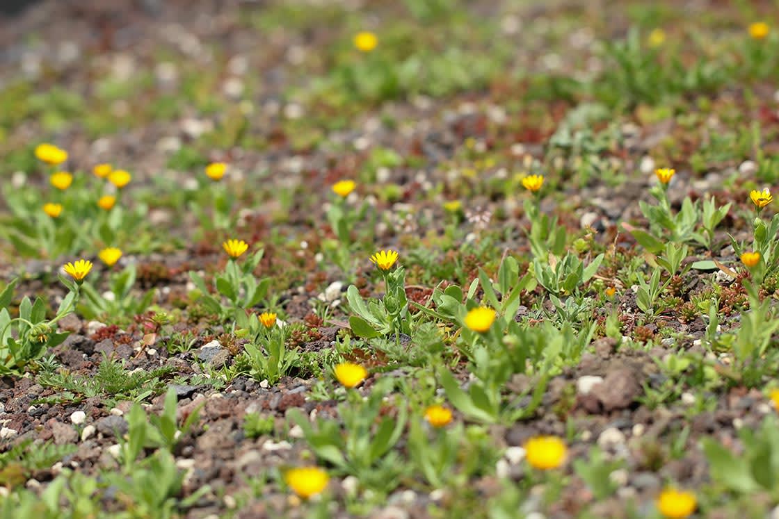 Natuurdak in Horebeke, foto 3
