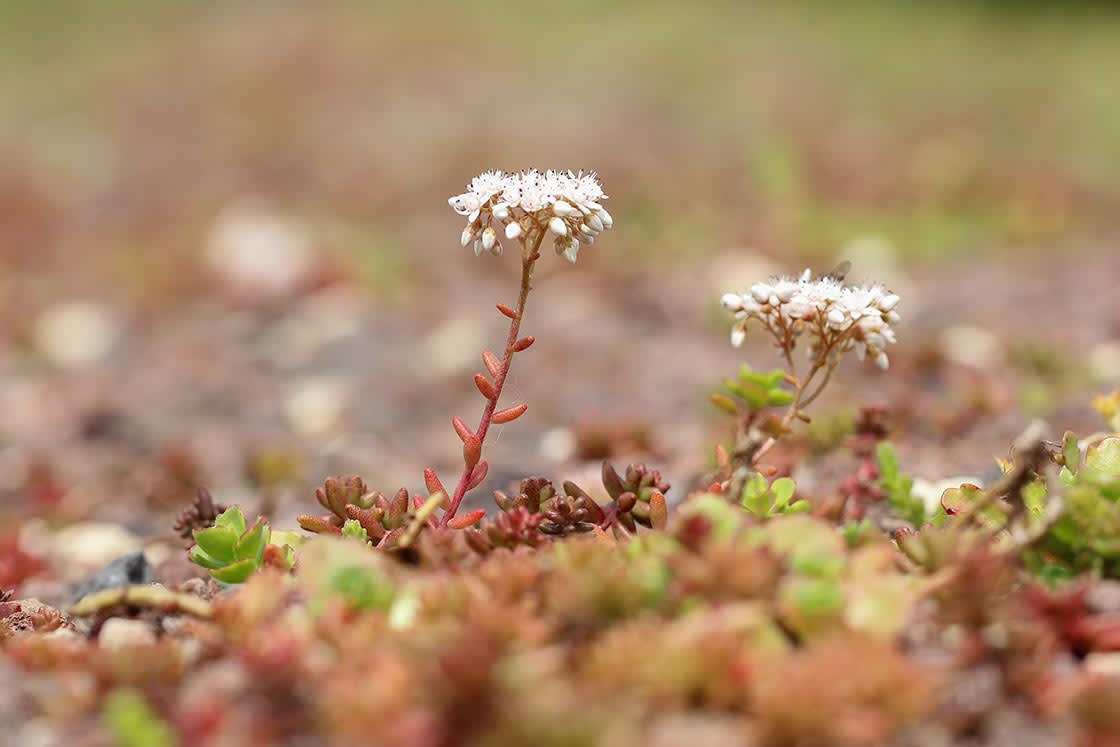 Natuurdak in Horebeke, foto 5