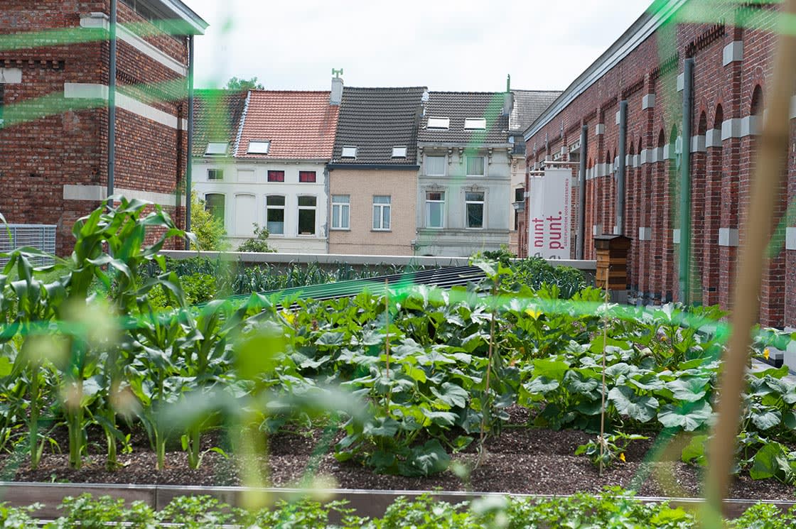 Rooffood, De Punt Gentbrugge, foto 11