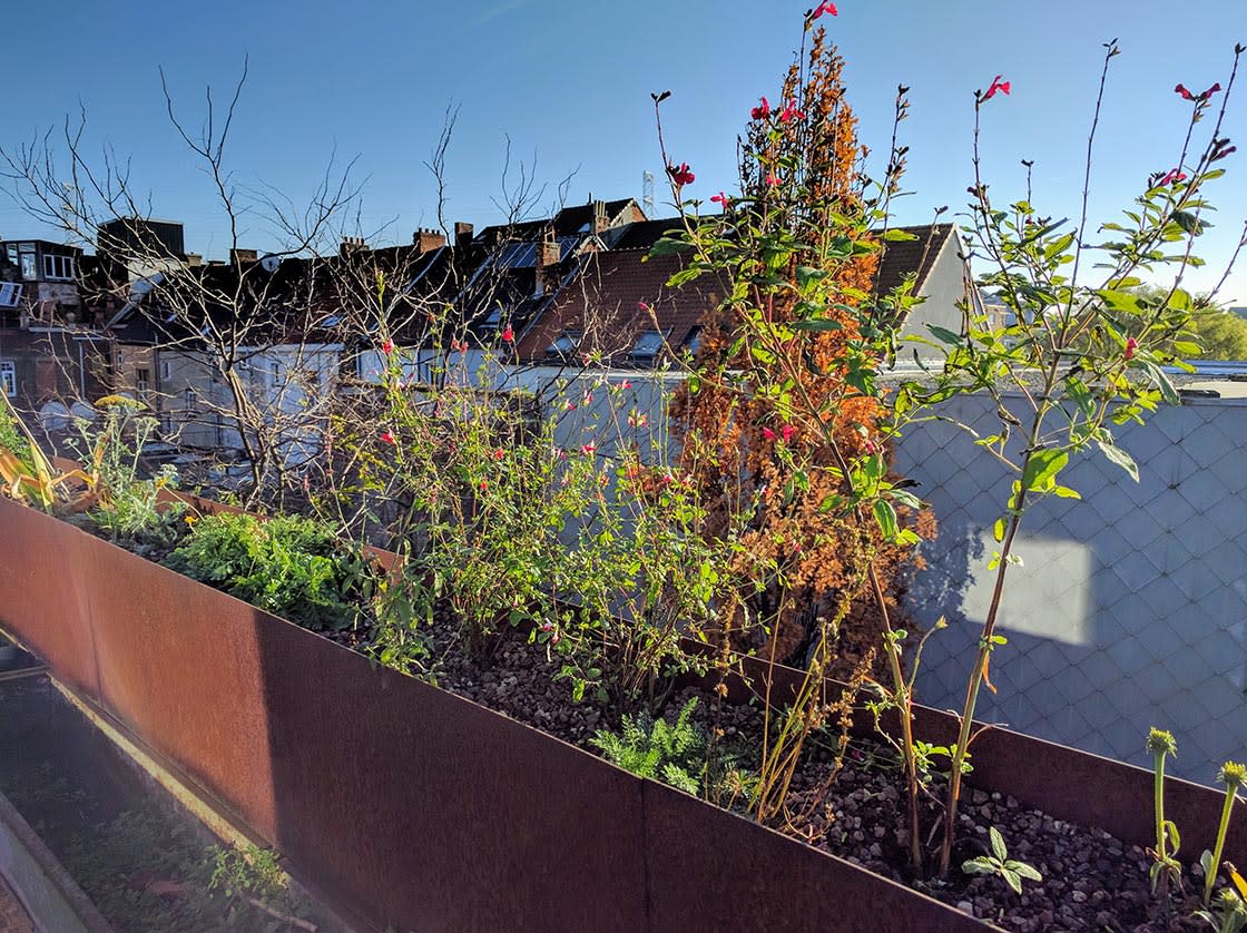 Semi-intensief groendak in Gent, foto 6