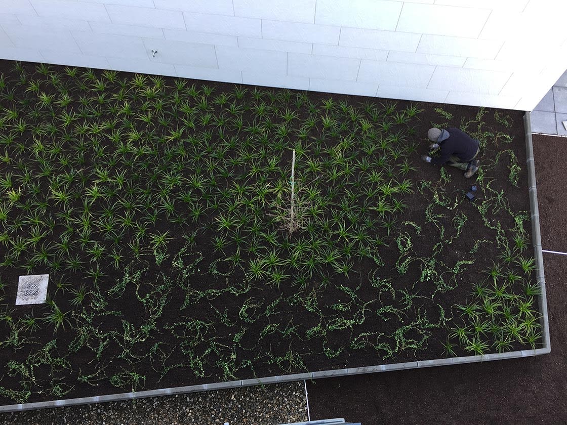 Daktuin in Gent, foto 7