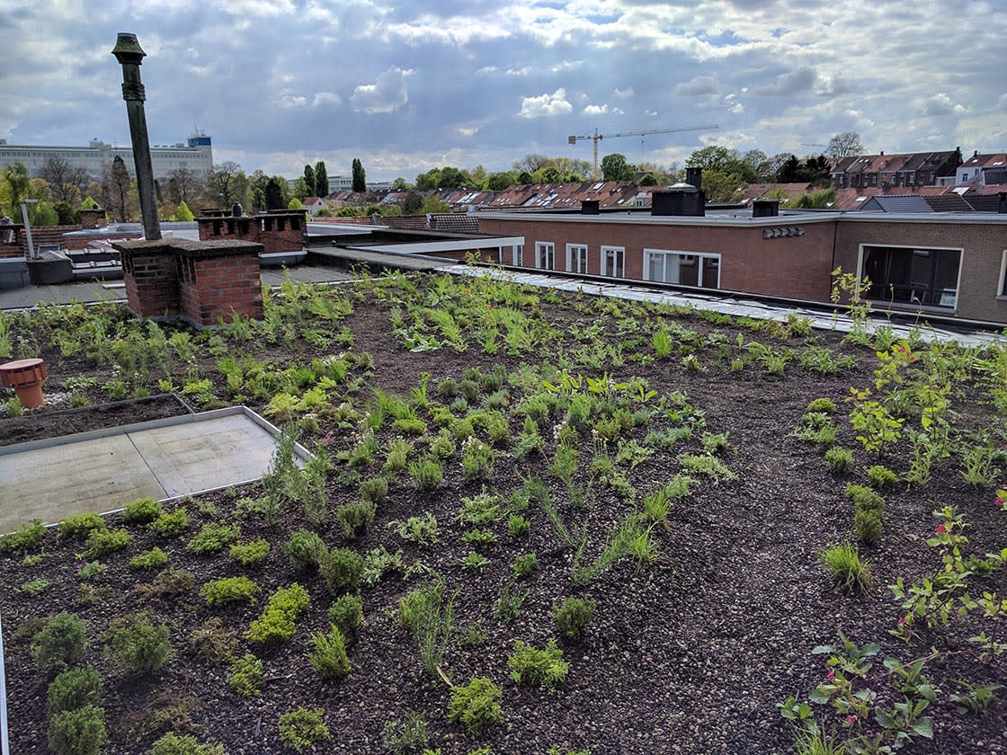 Semi-intensief groendak in Heverlee, foto 10