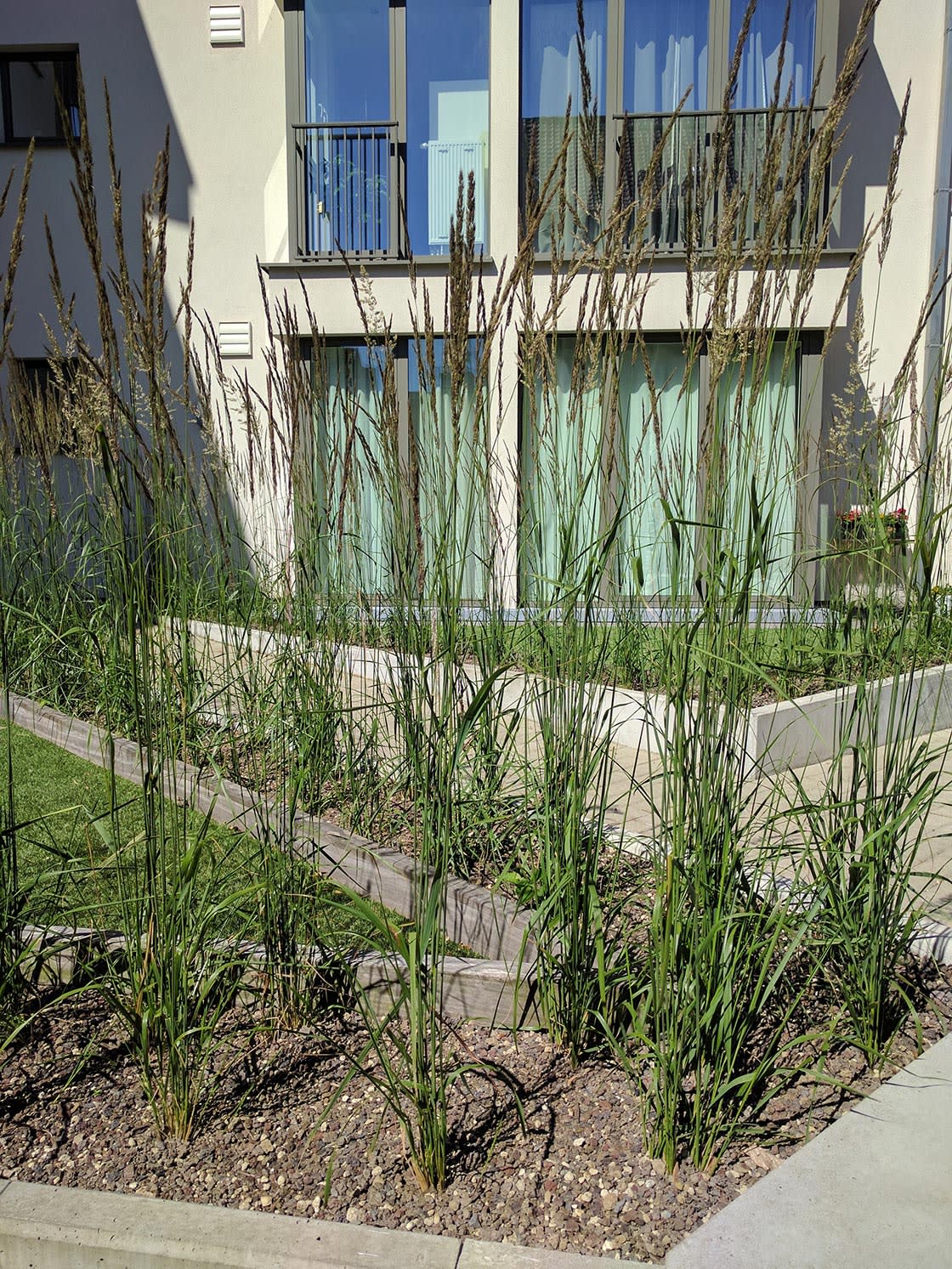Daktuin in Gent, foto 3