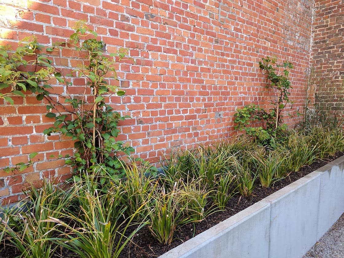 Daktuin in Gent, foto 4