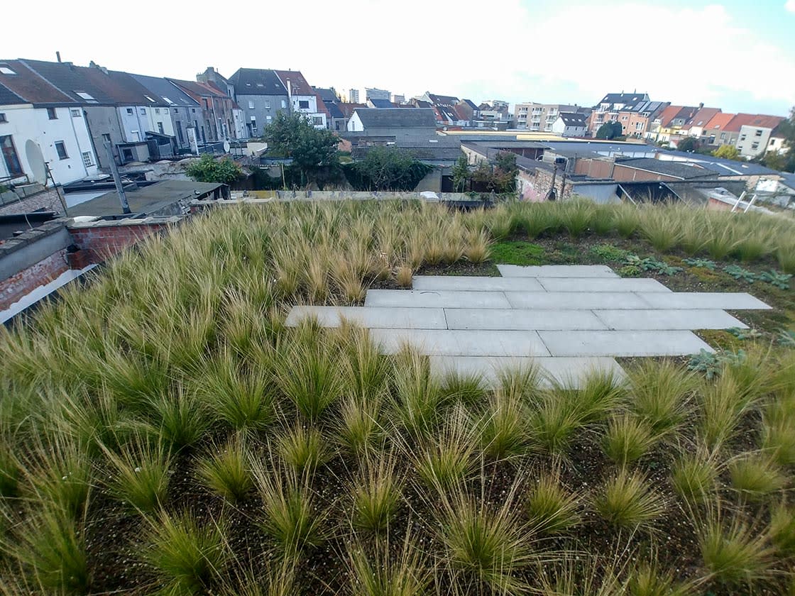 Semi-intensief groendak in Gent, foto 2
