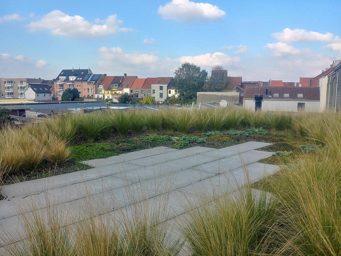 Semi-intensief groendak in Gent, foto 3