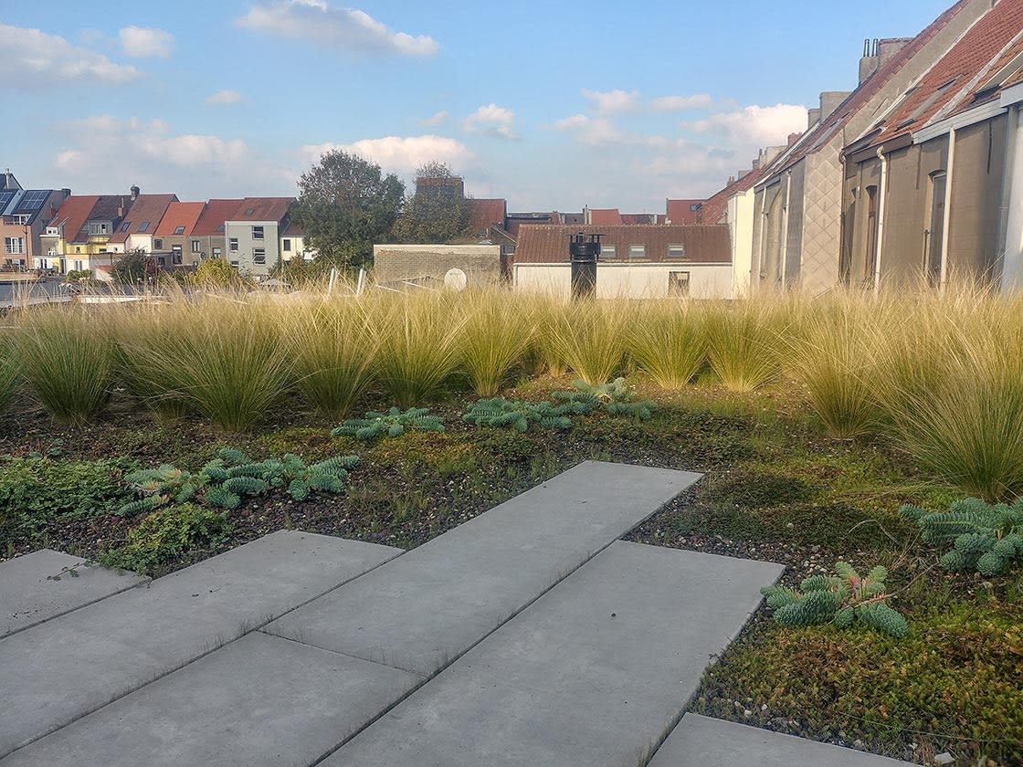Semi-intensief groendak in Gent, foto 5