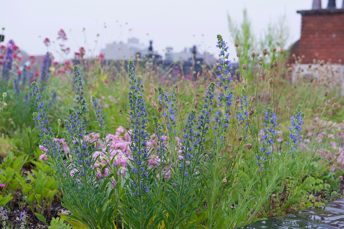 Semi-intensief groendak in Heverlee, foto 4