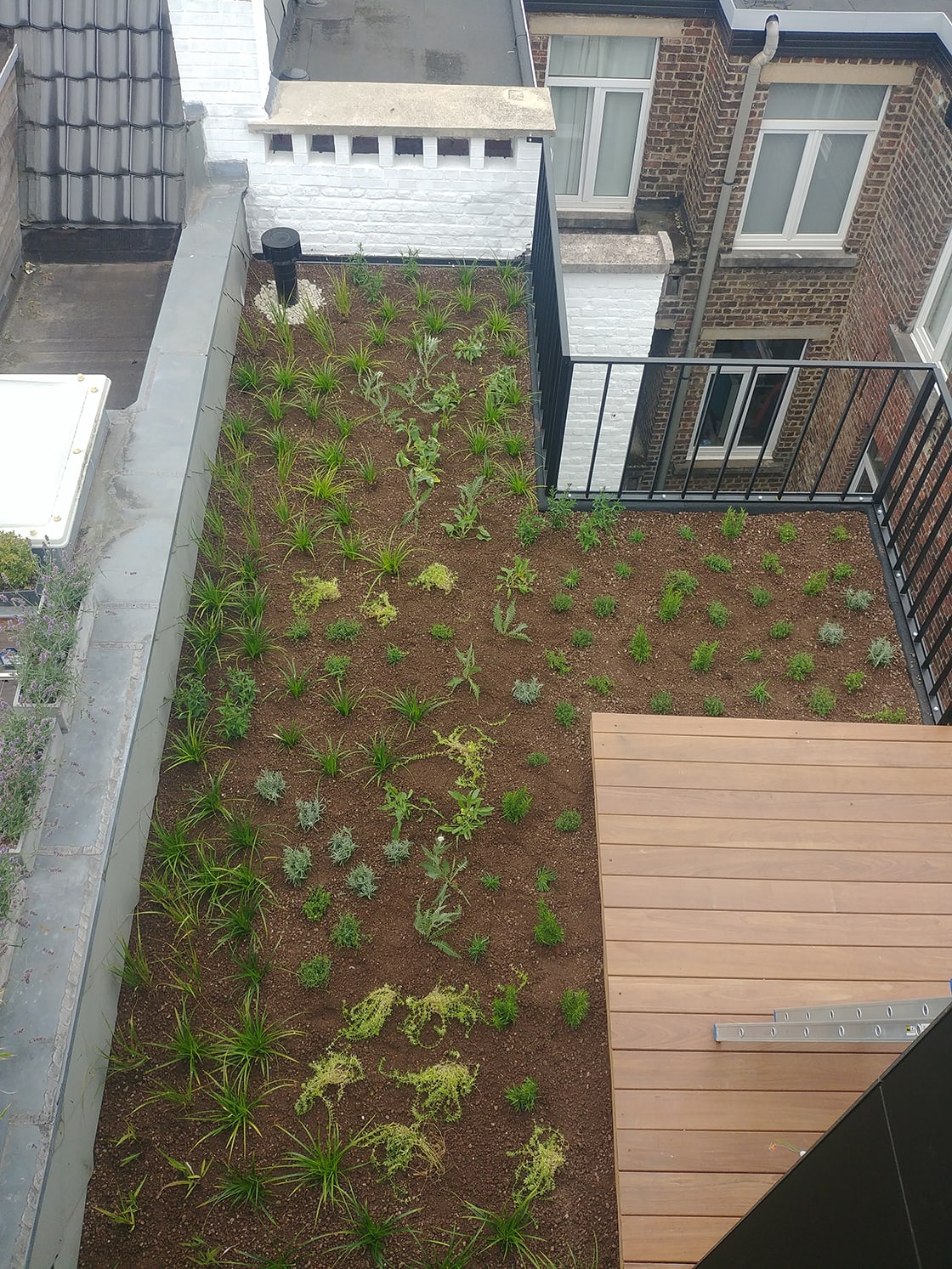 Semi-intensief groendak in Gent, foto 9