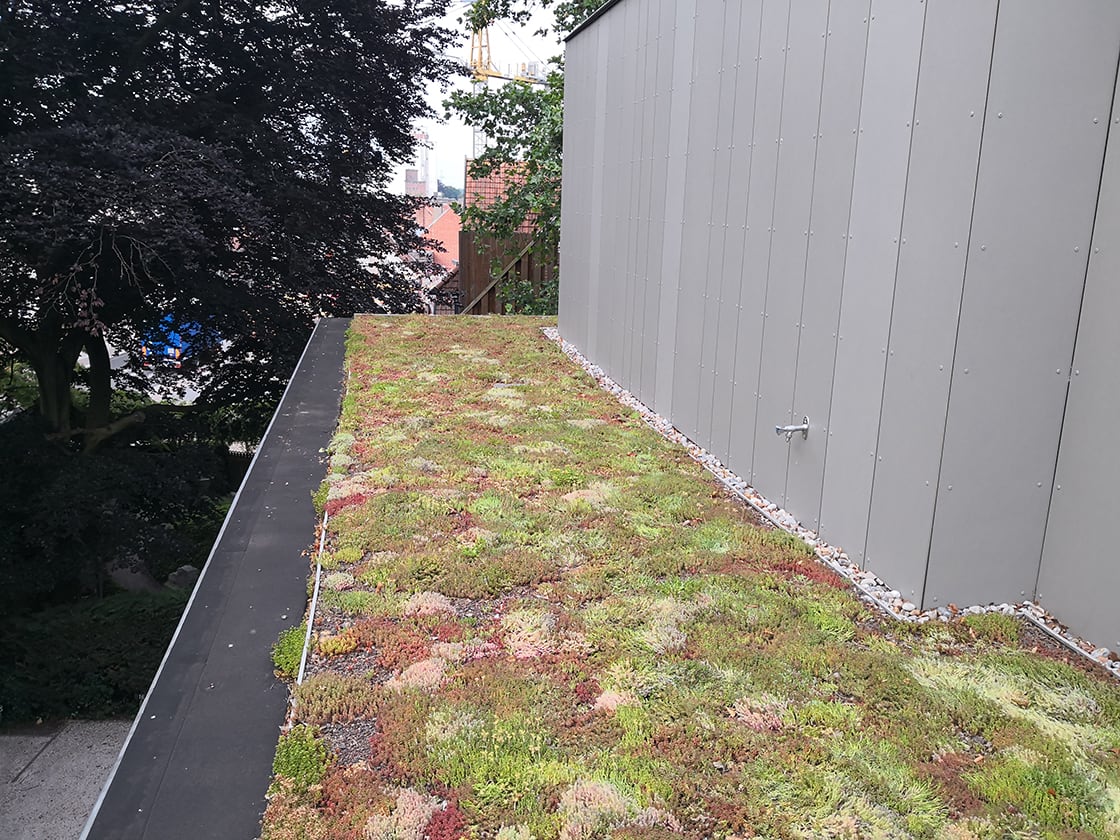 Sedumdak in Eeklo, foto 2