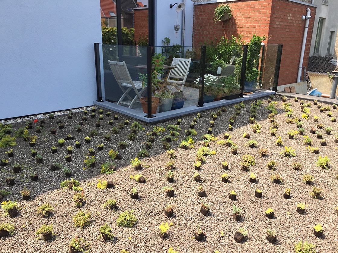 Sedumdak in Gent, foto 3