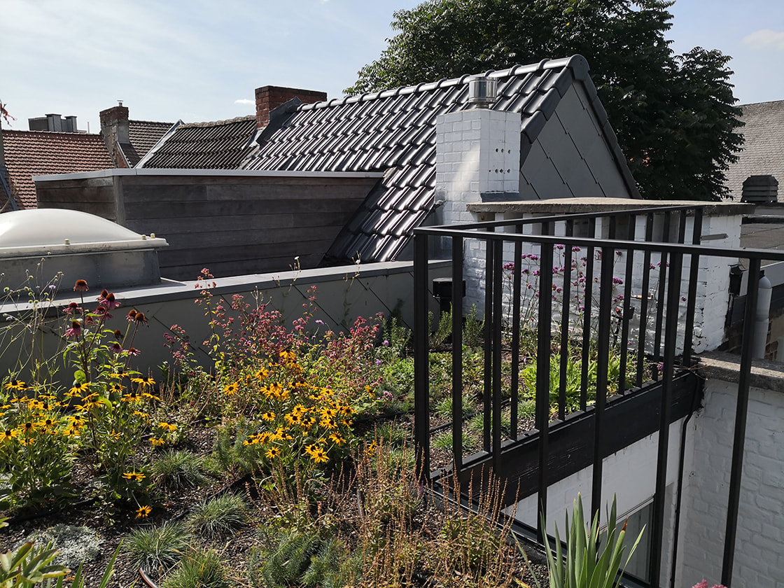 Semi-intensief groendak in Gent, foto 7