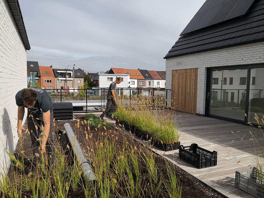 Semi-intensief groendak in Destelbergen, foto 4