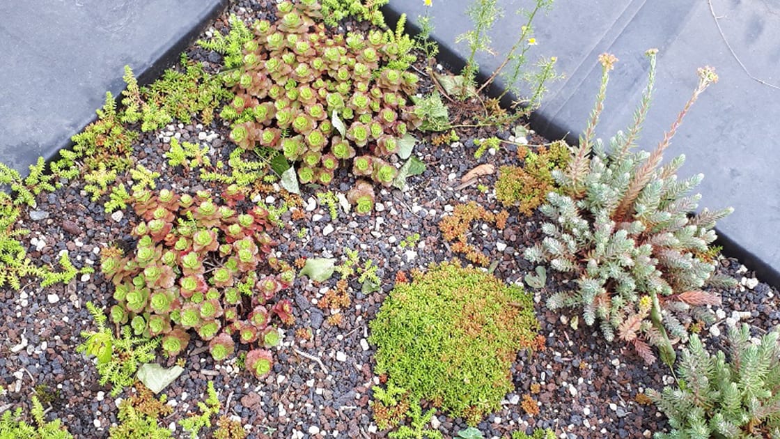 Natuurdak in Deurne, foto 2