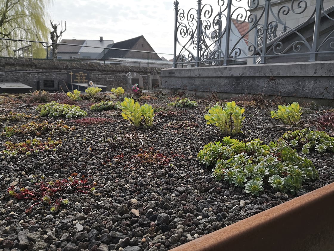 Semi-intensief groendak in Vurste, foto 3