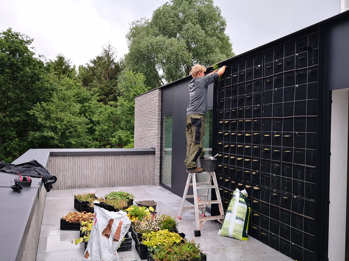 Groengevel in Temse, foto 6